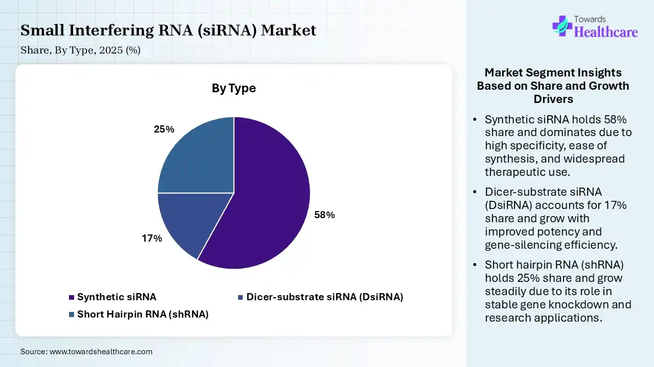 Small Interfering RNA (siRNA) Market Share, By Type, 2025 (%) Small Interfering RNA (siRNA) Market By Type, (Synthetic siRNA) Segment Dominates by 58% in 2025.