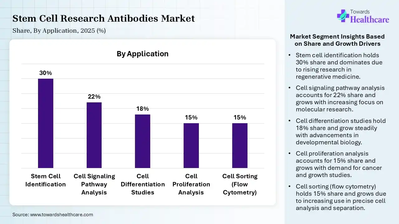 Stem Cell Research Antibodies Market Share, By Application, 2025 (%) Stem Cell Research Antibodies Market By Application, (Stem Cell Identification) Segment Dominates by 30% in 2025.