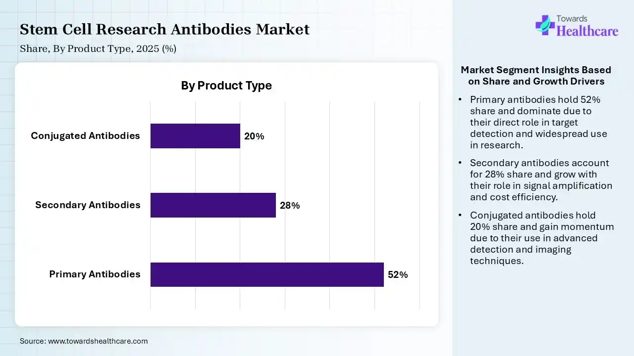 Stem Cell Research Antibodies Market Share, By Product Type, 2025 (%) Stem Cell Research Antibodies Market By Product Type, (Primary Antibodies) Segment Dominates by 52% in 2025.